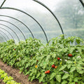TECPLAST Bâche Serre 6x14 m 200SE - Film plastique transparent pour serre de jardin - Haute Performance - Made in France(6 x 10 m)